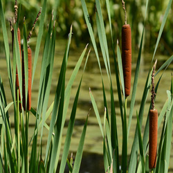 Emergent Weeds