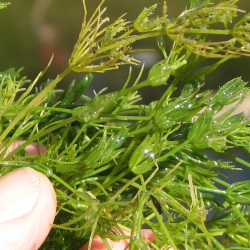 Algae