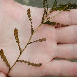 Submersed Weeds